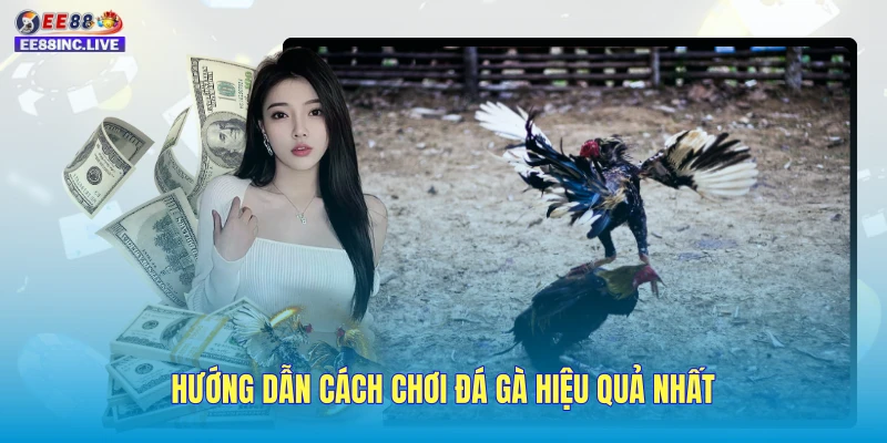 Hướng dẫn cách chơi đá gà hiệu quả nhất