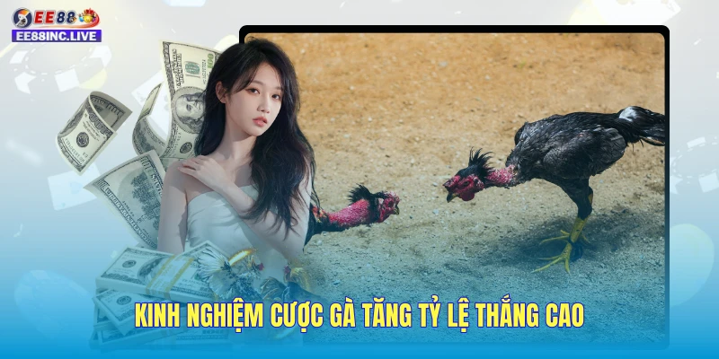 Kinh nghiệm cược gà tăng tỷ lệ thắng cao